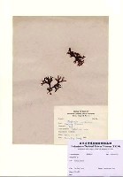 藏品(Binghamia sp.)的圖片